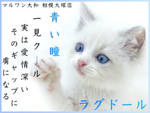【 ラグドール 】人気のブルーポイントバイカラー！初心者でも飼いやすい優しい性格