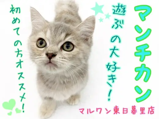 【 マンチカン 】一緒に遊ぶの大好き！とっても甘えん坊な短足にゃんこ！