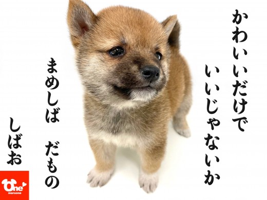 【 豆柴 】特に中高年男性は必見!血統書認定済豆柴犬がやって来た!!
