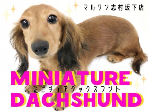 【 ミニチュアダックスフント 】胴長短足の愛されキャラ！究極の甘えん坊レディ！