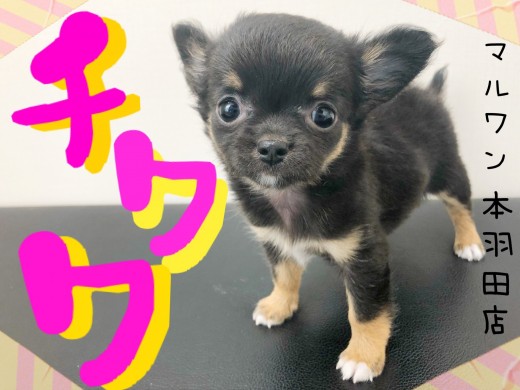 【 チワワ 】小さめ!童顔!いつまでも子犬フェイスの激かわ天使が新登場!