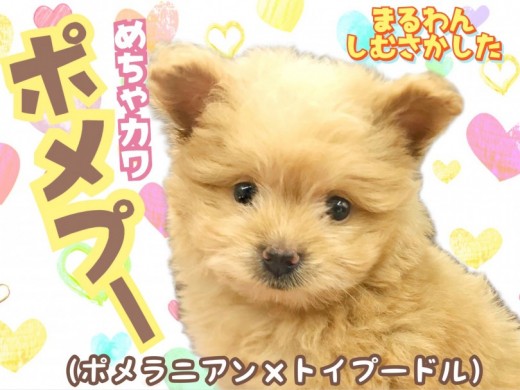 【 ポメプー 】究極のぬいぐるMIX！！癒しのこぐま系ポメプー君がやってきた！