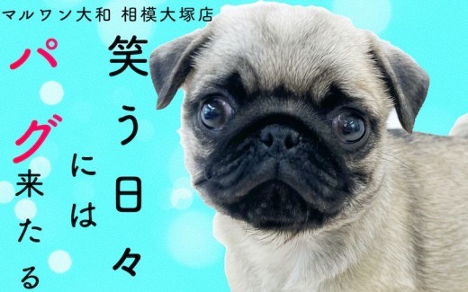 【 パグ 】代表的なフォーンカラー！クスッと笑顔になる独特な行動が魅力の癒し系