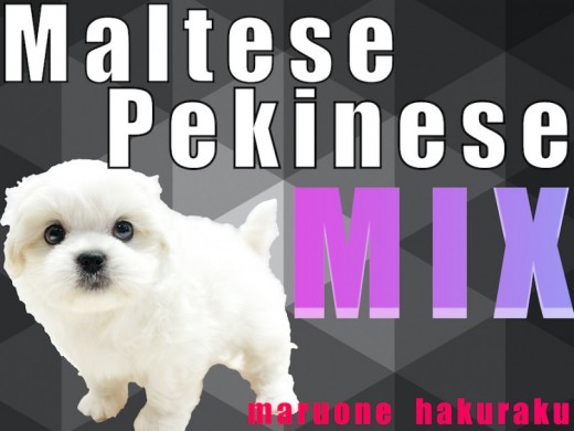 【 MIX 】マルチーズとペキニーズのハーフ!少ない抜け毛と丸い体型がポイント!