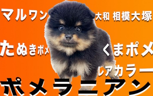 【 ポメラニアン 】レアカラーのブラック&タン!くま顔?たぬき顔?の黒茶ポメくん