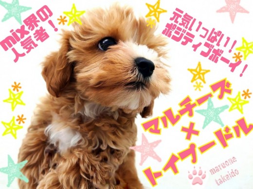 【 MIX犬 】綺麗好きで暮らしやすさ抜群！Mix界の人気者マルプー！