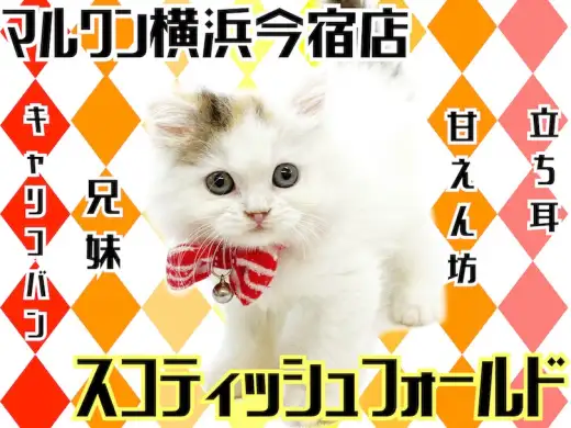 【 スコティッシュフォールド 】立ち耳・丸顔の和風な女の子！AMSRにご注目！