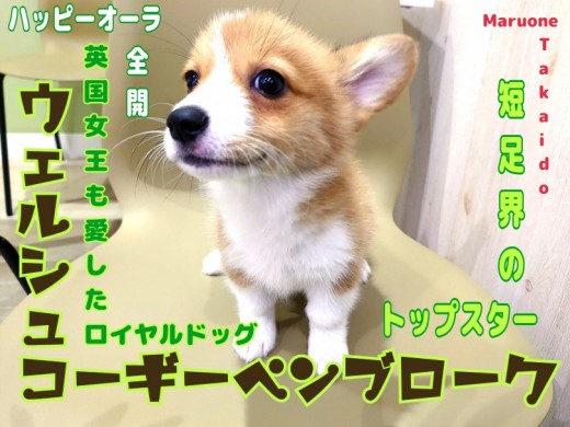 【 ウェルシュコーギーペンブローク 】世界で愛され続ける短足界のトップスター！