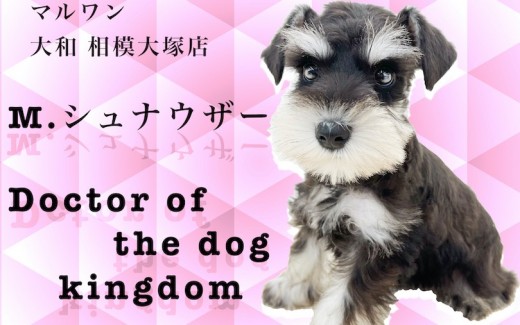 【 ミニチュア・シュナウザー 】黒白のモノクロ！優しい性格でパートナーに最適！