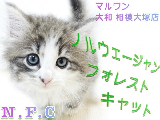【 ノルウェージャンフォレストキャット 】初心者も飼いやすい！美麗な甘えん坊ネコ