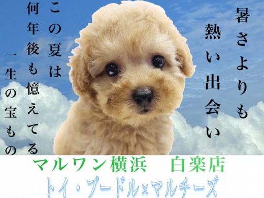 【 MIX 】トイプードルとマルチーズのハーフ犬！可愛さと飼いやすさは必見！
