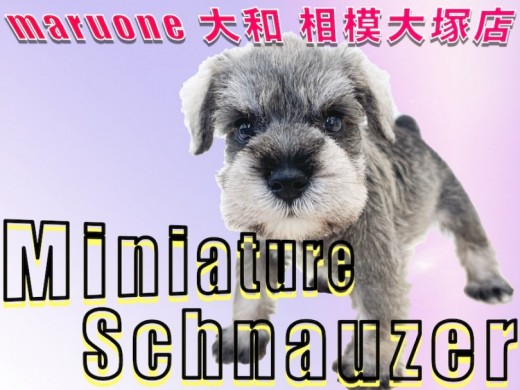 【 ミニチュア・シュナウザー 】明るめのソルト＆ペッパー！優しい性格は初心者向き