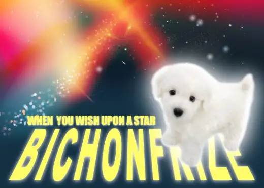 【 ビションフリーゼ 】あなたの色に染まりたい純白の綿あめBOY！