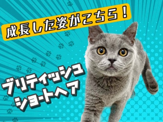 【 ブリティッシュショートヘア 】猫との生活を考える人へ美男子の今をお届け!