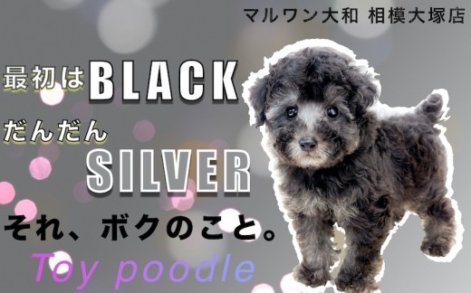 【 トイ・プードル 】初心者でも飼いやすい！小さめサイズのレアカラープードル！