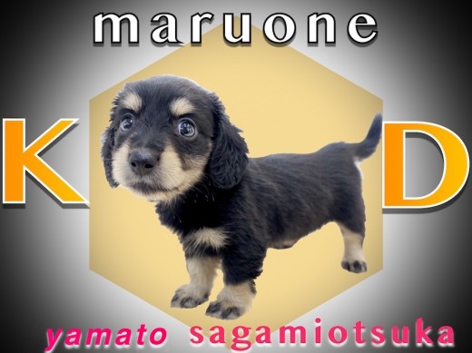 【 カニンヘン・ダックスフント 】生後2ヶ月で体重600g台！成犬時も残る子犬感