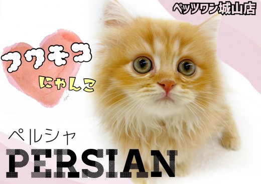 【 ペルシャ 】遊ぶの大好き!ひざ乗り大好き!甘えん坊のフワモコ猫