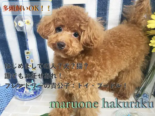 トイプードル 多頭飼いをお考えの方必見 社交性抜群のセカンドインプレ マルワンblog ペットショップ マルワン 小さめ子犬 美形な子猫 初心者安心のサポート