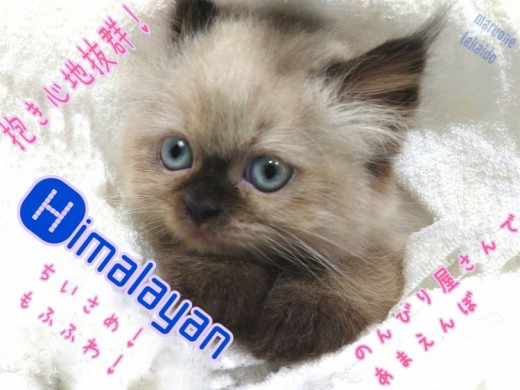 【 ヒマラヤン 】初めての方でも安心出来る賢さ！おっとりあまえんぼな性格です！