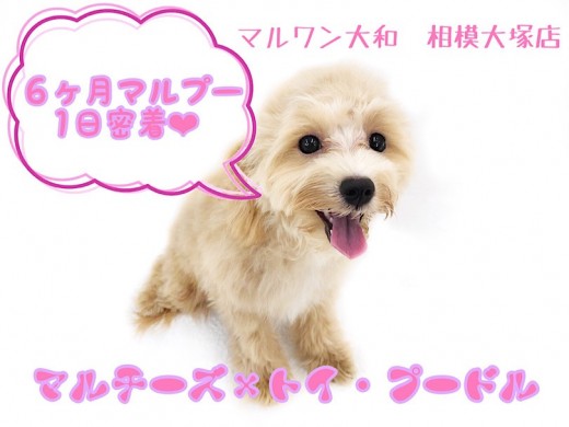 【 MIX犬 】初心者にもオススメ！生後6ヶ月を迎えたマルプーの1日に密着！