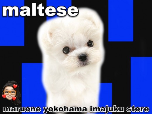 【 マルチーズ  】生後57日で429g!性格良し・飼いやすさ抜群!子犬ブログ!