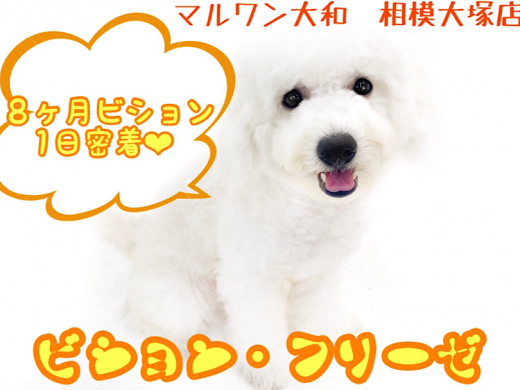 【 ビションフリーゼ 】生後8ヶ月を迎えた陽気で明るいアフロ犬の1日に密着!