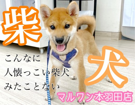 【 柴犬 】スタイル抜群きつね顔王子!人懐っこ過ぎる性格必見です!