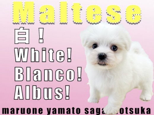 【 マルチーズ 】生後60日で体重738gの小ささ!室内飼いにオススメな犬種!