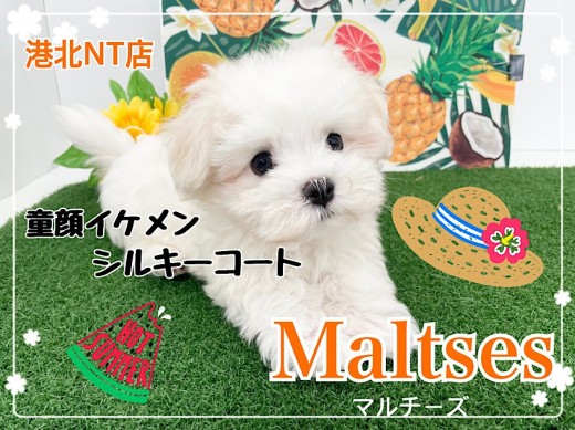 【 マルチーズ 】人気ドワーフ体型!純白シルキーコートの貴公子