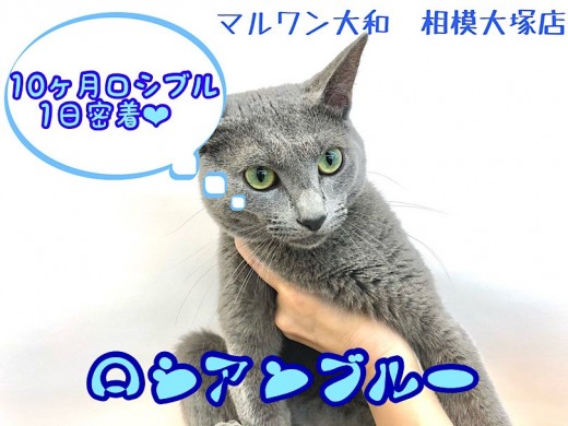 【 ロシアンブルー 】生後10ヶ月を迎えたフレンドリーなロシブルの1日に密着！