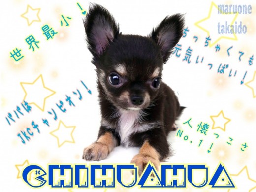 【 チワワ 】パパはJKCチャンピオン！成犬予想2.0kg前後の小さめ男の子！