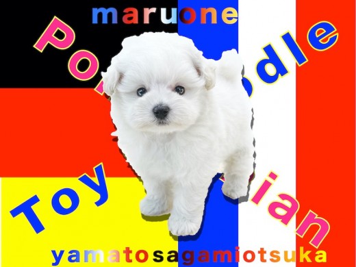 【 MIX 】抜け毛の少ないハーフ犬！ポメラニアン×トイプードル＝ポメプー！