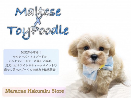 【 MIX 】小柄なドワーフ体型!集合住宅でも飼いやすさ抜群のマルプー!