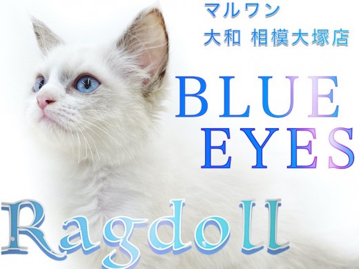 【 ラグドール 】青い瞳のぬいぐるみ猫！初めてでも安心、月齢別の飼い方をご紹介！