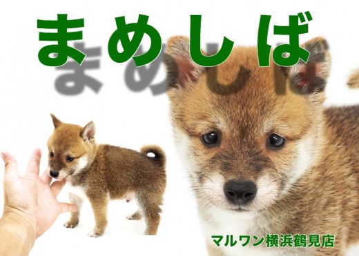 横浜 鶴見店blog マルワンblog ペットショップ マルワン 小さめ子犬 美形な子猫 初心者安心のサポート