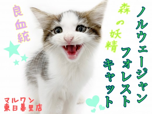 【 ノルウェージャンフォレストキャット 】良血統!とにかく甘えん坊な妖精にゃんこ
