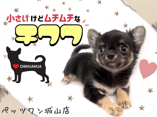 【 チワワ 】丸っこくてムッチリ体型だけど片手サイズのミニチワワ