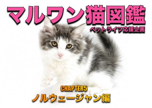 わんわんページ Amazon | ジェックス わんわんカート 多頭用DXplus 広々