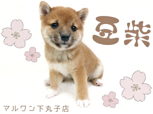 【 豆柴 】柴犬の半分サイズ?垂れ目に丸ボディが可愛いすぎるお姫様がやってきた!