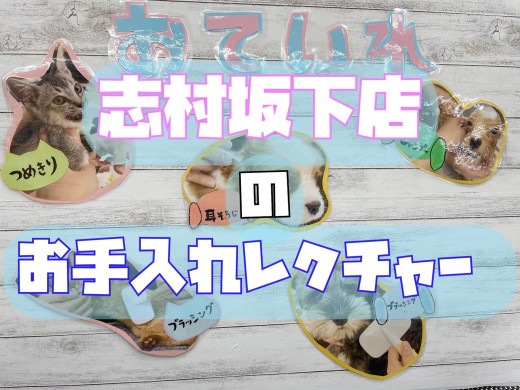 【 志村坂下サポート 】お手入れカリキュラムで充実したペットライフを！