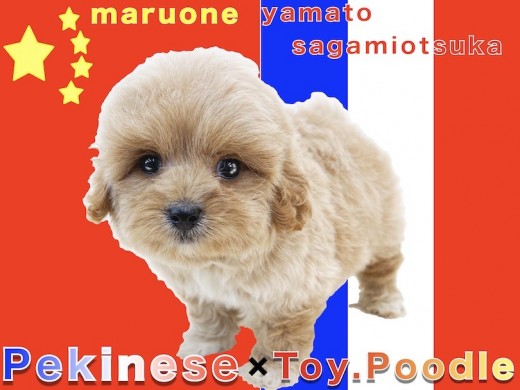 【 MIX 】両親はペキニーズとトイプードル！コロコロ体型でマイペースなペキプー