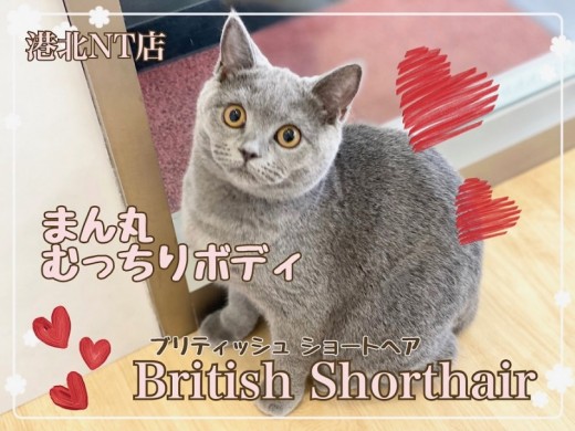 【 ブリティッシュショートヘア 】港北NT通信!触り心地抜群のまん丸娘