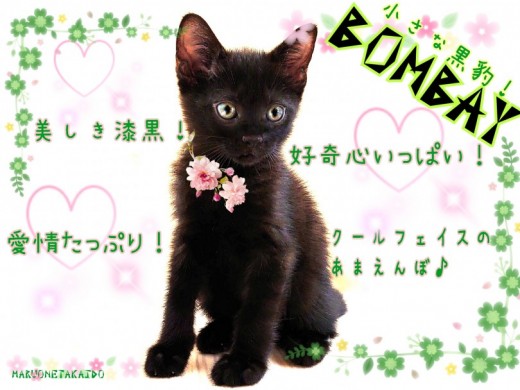 【 ボンベイ 】美しき小さな黒豹！端正なビジュアルに抜群の人懐っこさ！