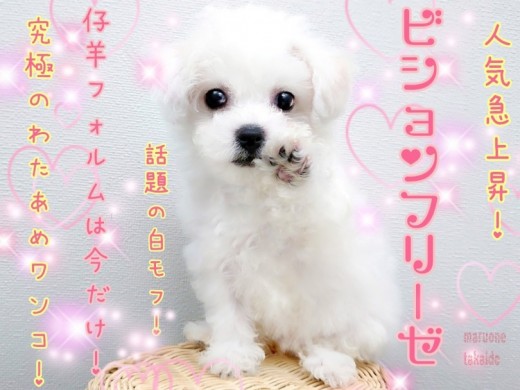 【 ビションフリーゼ 】話題の白モフわんこ！仔羊みたいな可愛さ！