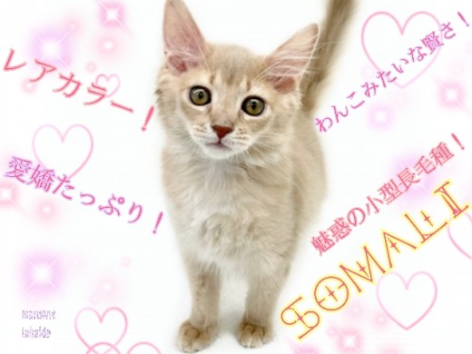 【 ソマリ 】レアカラー！可愛いわんこみたいな性格でお手入れも楽々！