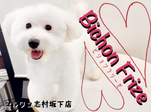 【 ビションフリーゼ 】お散歩・マテOK！笑顔が素敵な真っ白ボディのお姫様