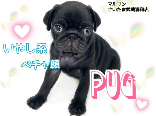 【 パグ 】希少な黒パグちゃん！可愛さとお手入れ法教えます！