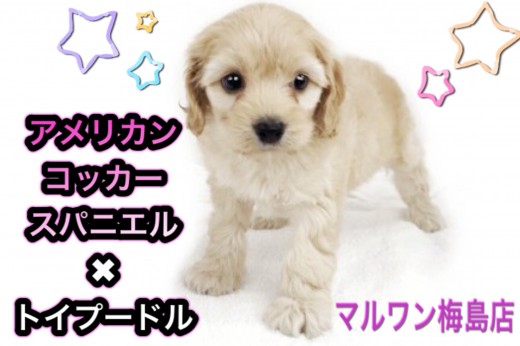 【 MIX犬・コッカプー 】 アメリカンコッカー×トイプードルのレアMIX!