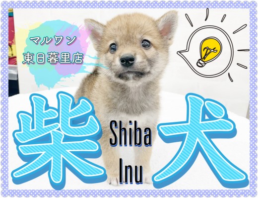 【 柴犬 】むちむちのおっとりボーイ!優しいお顔のくま顔しばがやってきた!