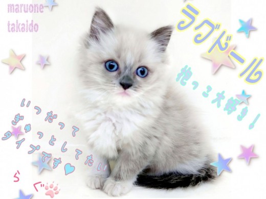 【 ラグドール 】永遠の青い瞳！キャットタワー要らずのおっとりにゃんこ！